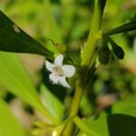 Myoporum acuminatum (Boobialla), Alice Springs Desert Park NT