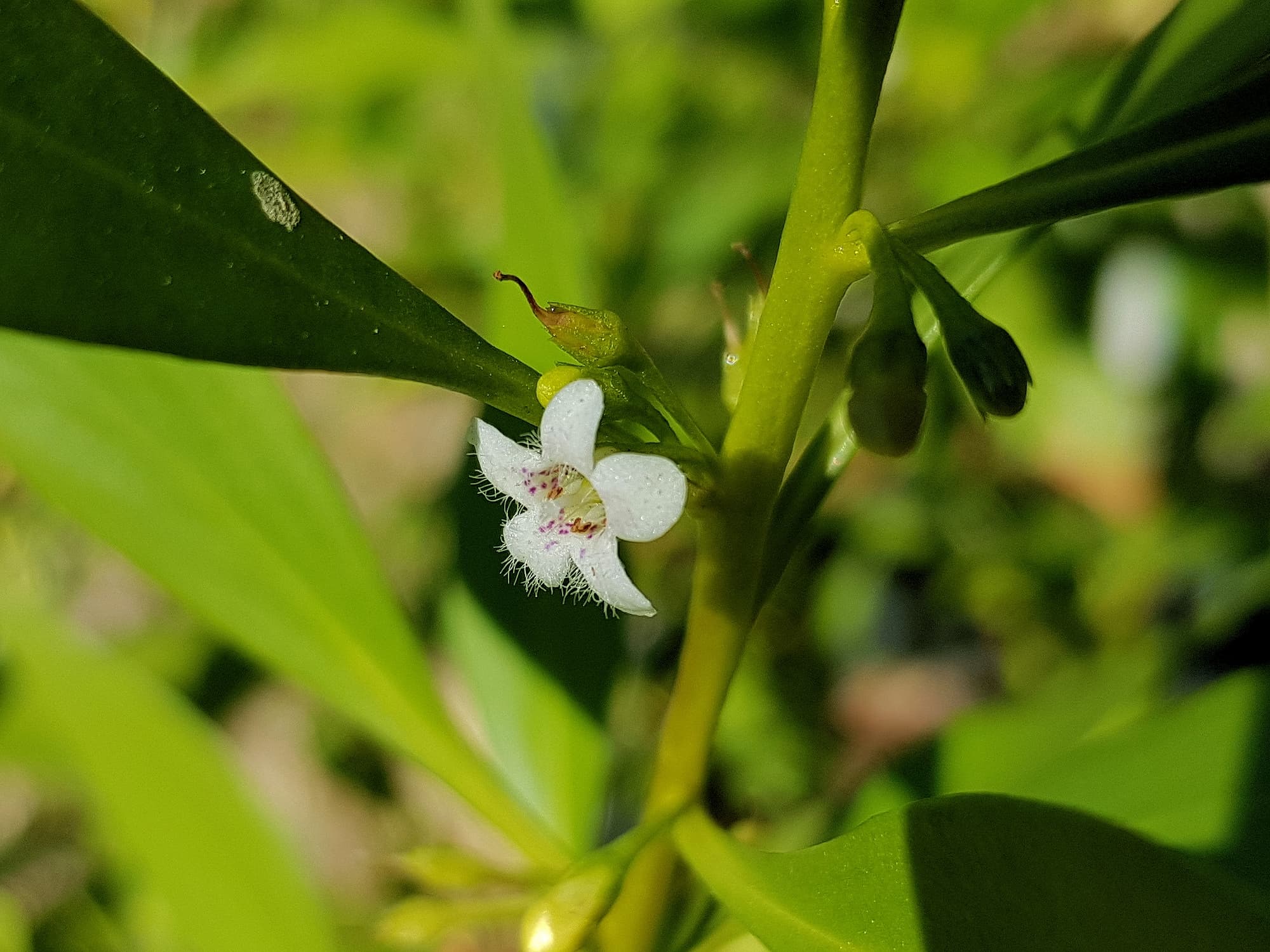 Myoporum acuminatum (Boobialla), Alice Springs Desert Park NT