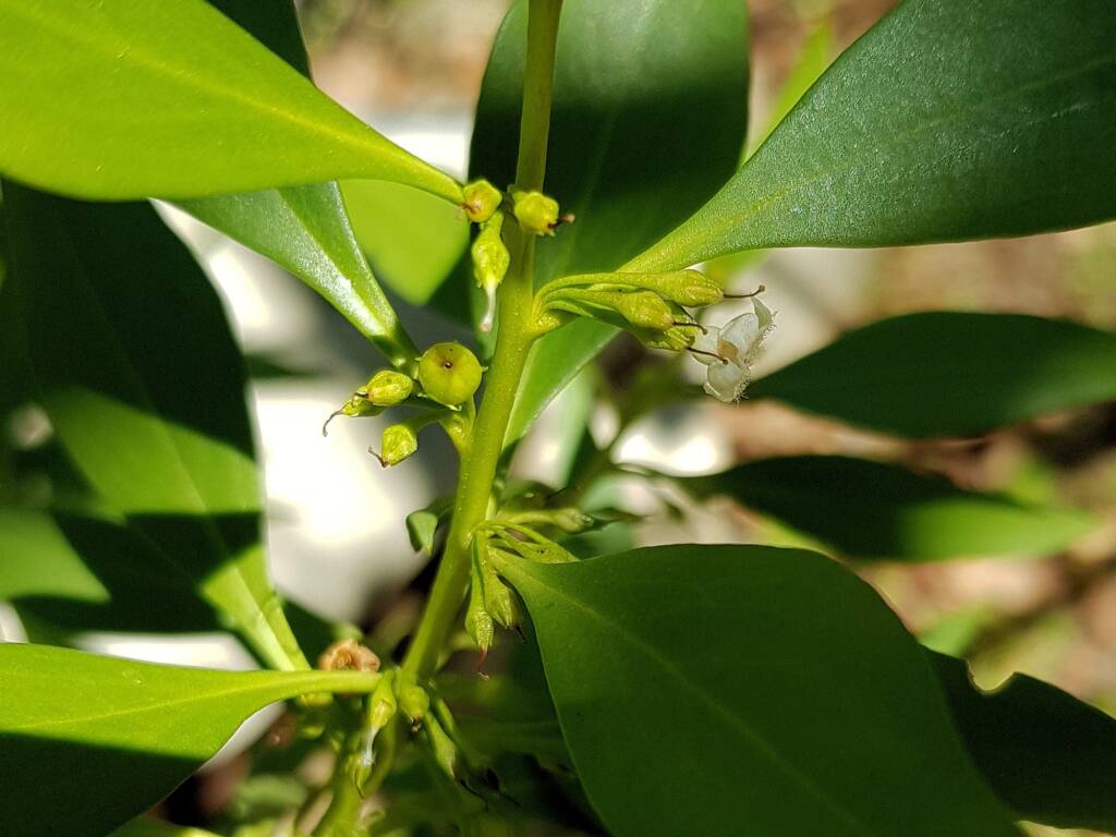 Myoporum acuminatum (Boobialla), Alice Springs Desert Park NT
