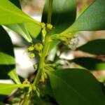 Myoporum acuminatum (Boobialla), Alice Springs Desert Park NT