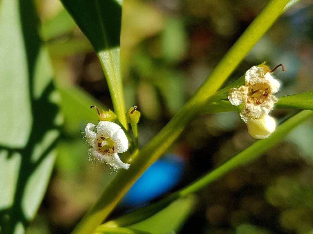 Myoporum acuminatum (Boobialla), Alice Springs Desert Park NT