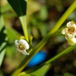 Myoporum acuminatum (Boobialla), Alice Springs Desert Park NT
