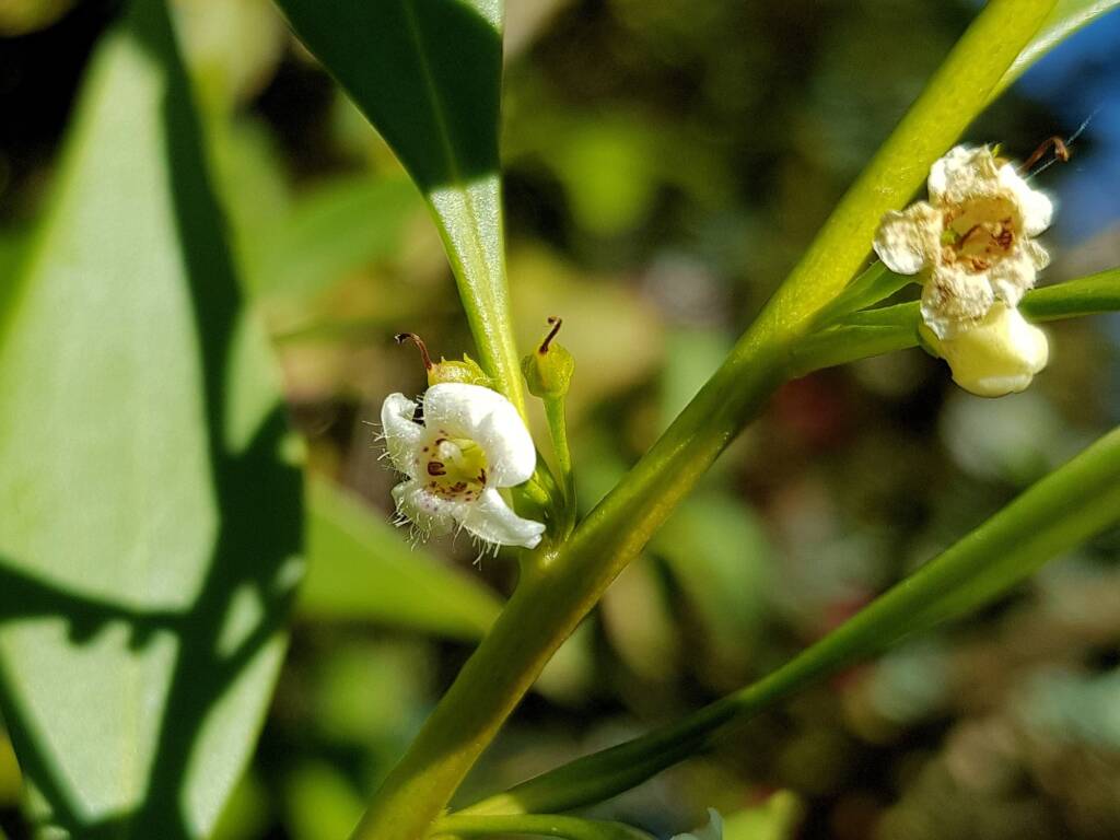 Myoporum acuminatum (Boobialla), Alice Springs Desert Park NT