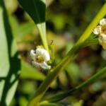 Myoporum acuminatum (Boobialla), Alice Springs Desert Park NT
