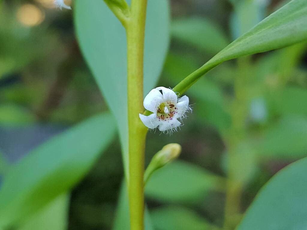 Myoporum acuminatum (Boobialla), Alice Springs Desert Park NT