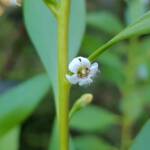 Myoporum acuminatum (Boobialla), Alice Springs Desert Park NT