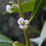 Myoporum acuminatum (Boobialla), Alice Springs Desert Park NT