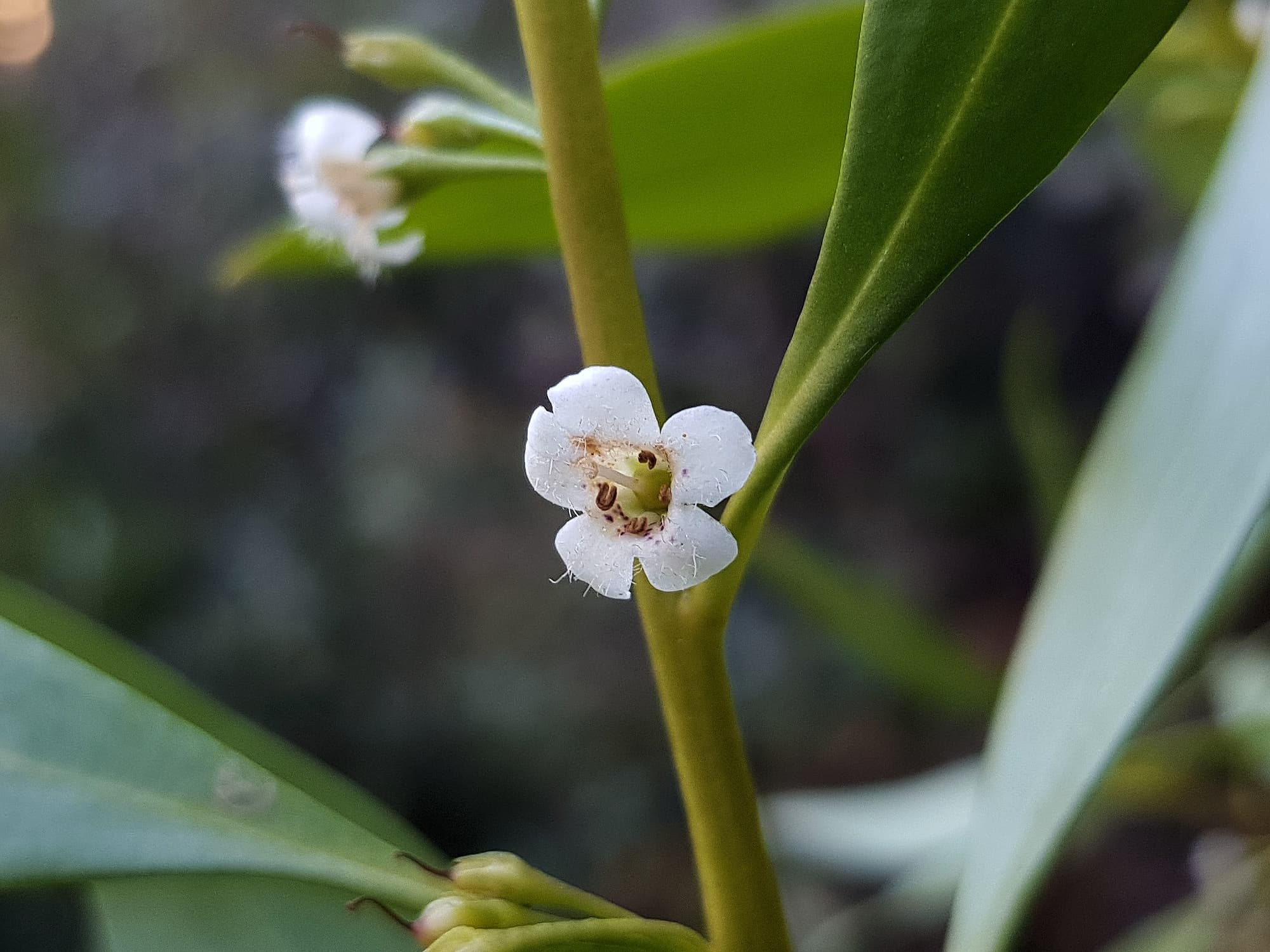 Myoporum acuminatum (Boobialla), Alice Springs Desert Park NT