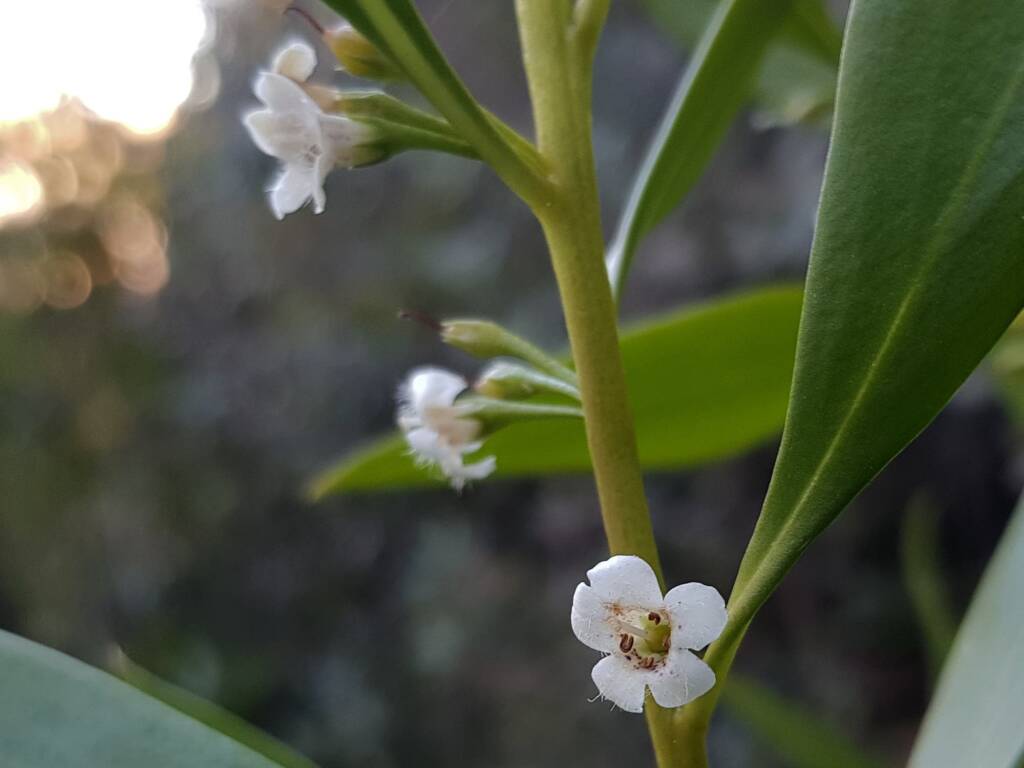 Myoporum acuminatum (Boobialla), Alice Springs Desert Park NT