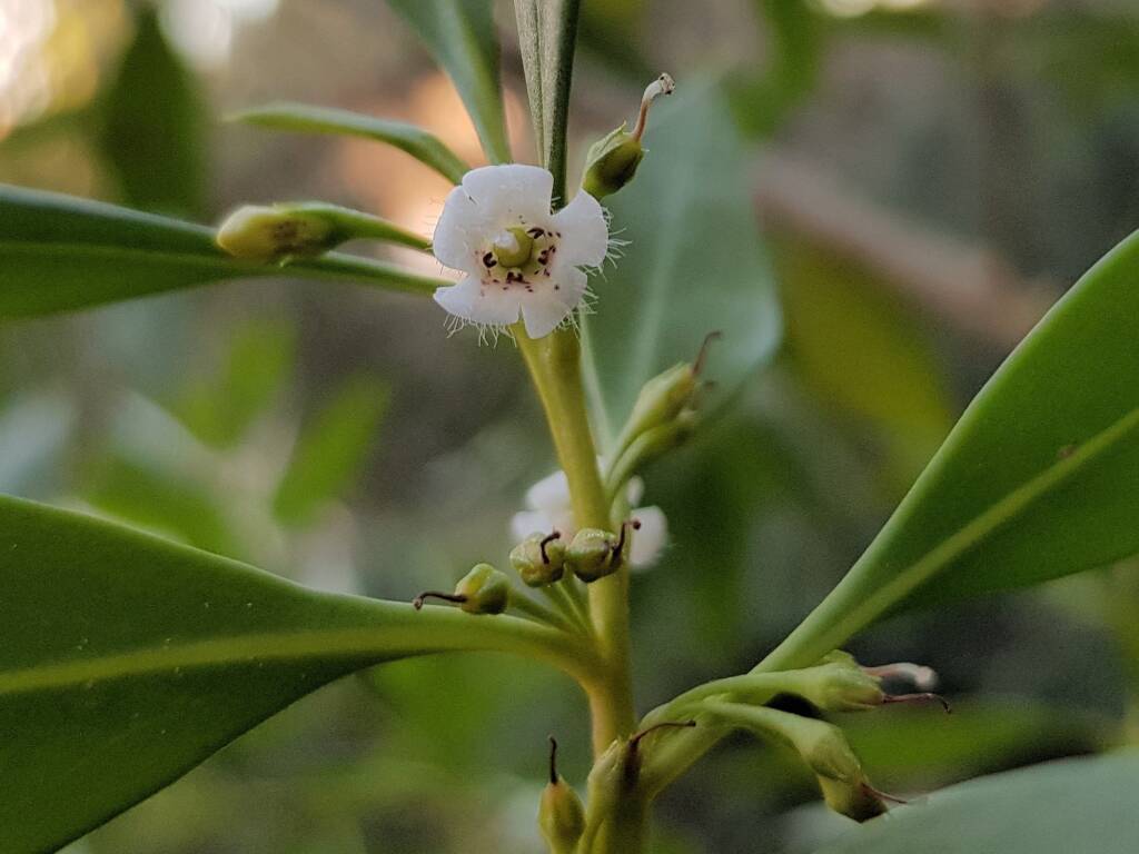Myoporum acuminatum (Boobialla), Alice Springs Desert Park NT