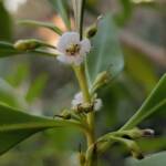 Myoporum acuminatum (Boobialla), Alice Springs Desert Park NT