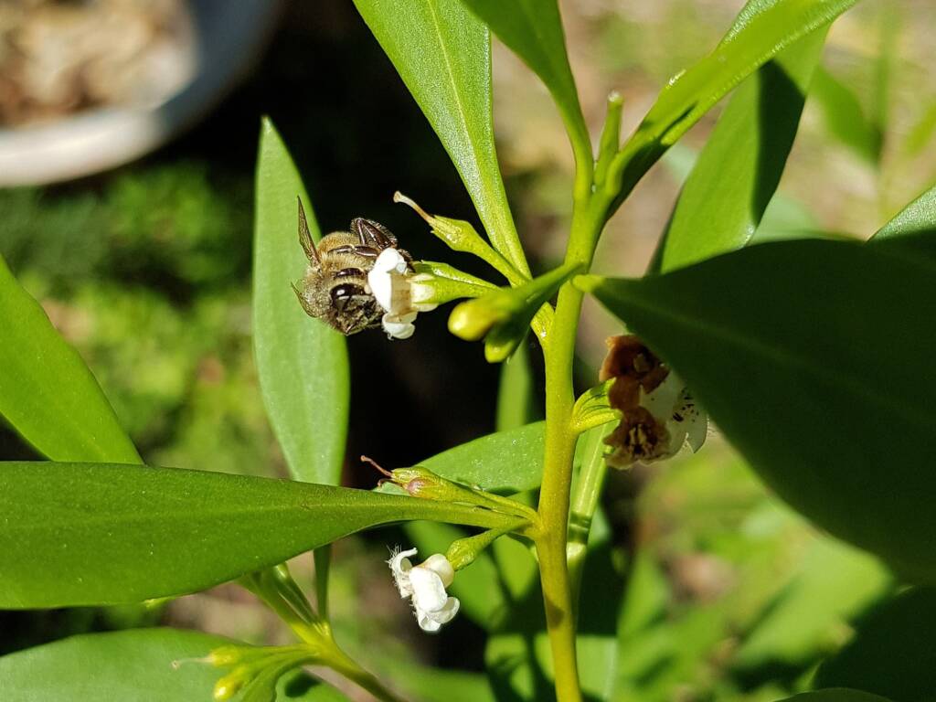 Myoporum acuminatum (Boobialla), Alice Springs Desert Park NT