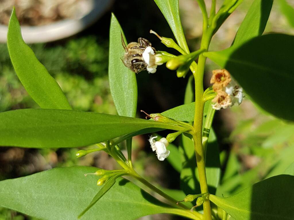 Myoporum acuminatum (Boobialla), Alice Springs Desert Park NT