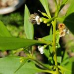 Myoporum acuminatum (Boobialla), Alice Springs Desert Park NT