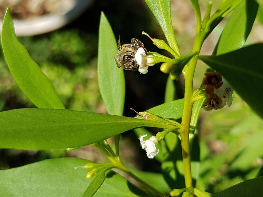 Myoporum acuminatum (Boobialla), Alice Springs Desert Park NT