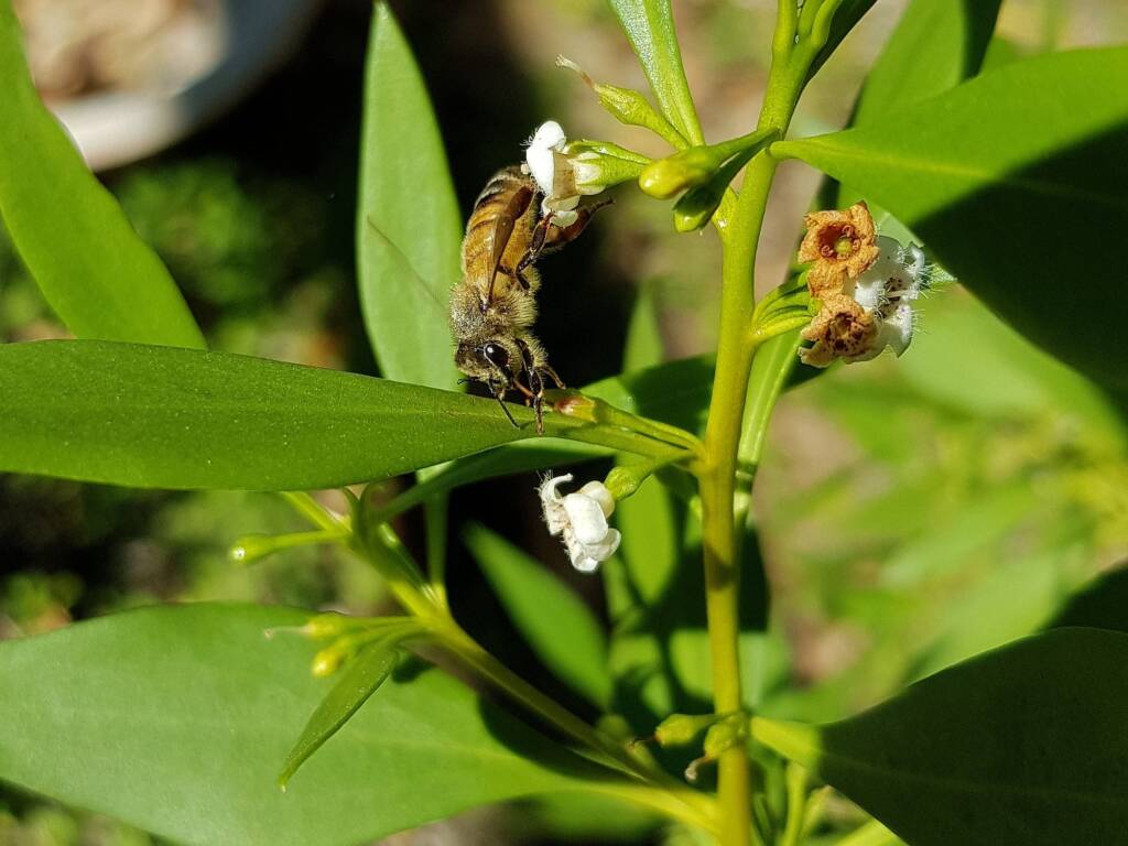 Myoporum acuminatum (Boobialla), Alice Springs Desert Park NT