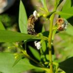 Myoporum acuminatum (Boobialla), Alice Springs Desert Park NT
