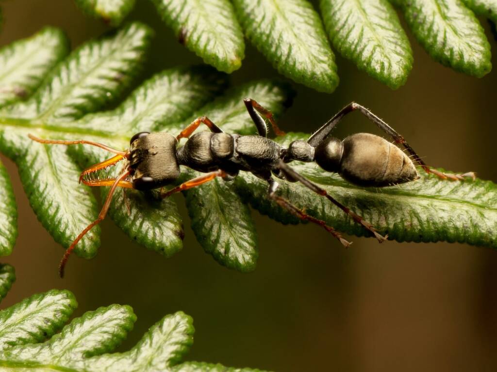 Myrmecia impaternata, Paddys River ACT © Tony Eales