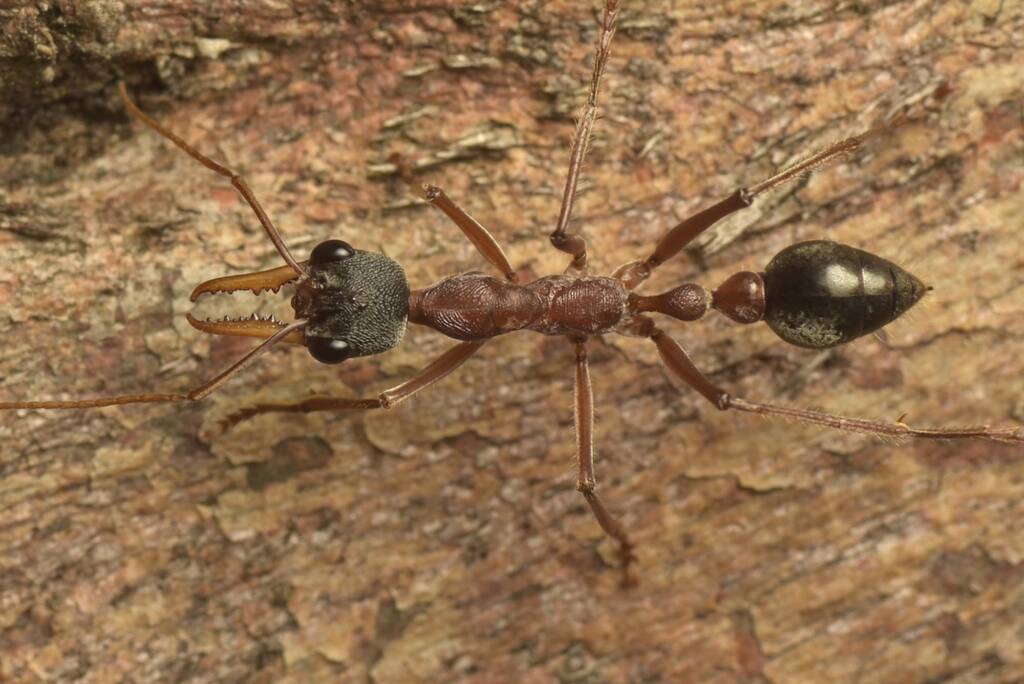 Myrmecia nigriceps (Black-headed Bull Ant), Black Mountain Nature Reserve ACT © Tony Eales