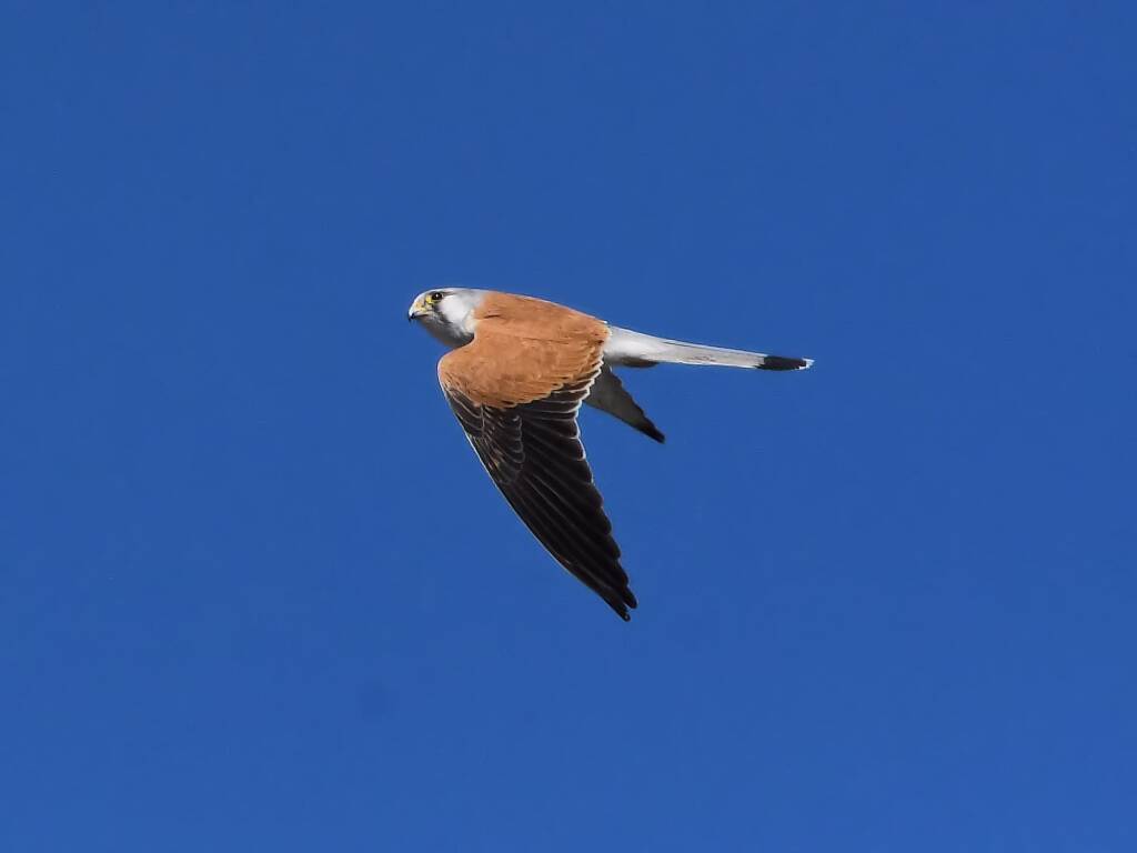 Nankeen Kestrel (Falco cenchroides), Alice Springs Sewage Ponds, NT © Dorothy Latimer
