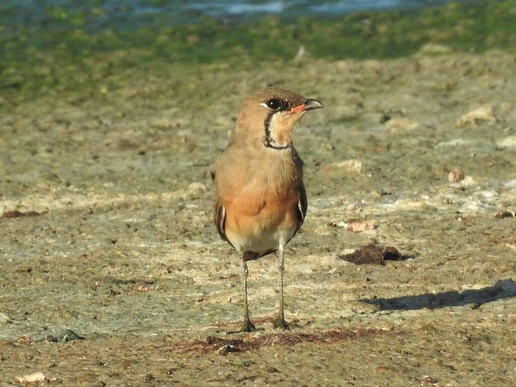 Oriental Pratincole (Glareola maldivarum), Alice Springs Sewage Ponds, NT © Dorothy Latimer
