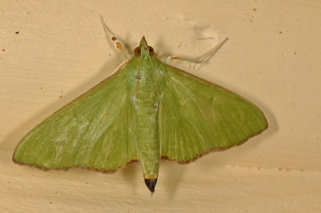 Parotis marginata, Ballandean QLD © Marc Newman