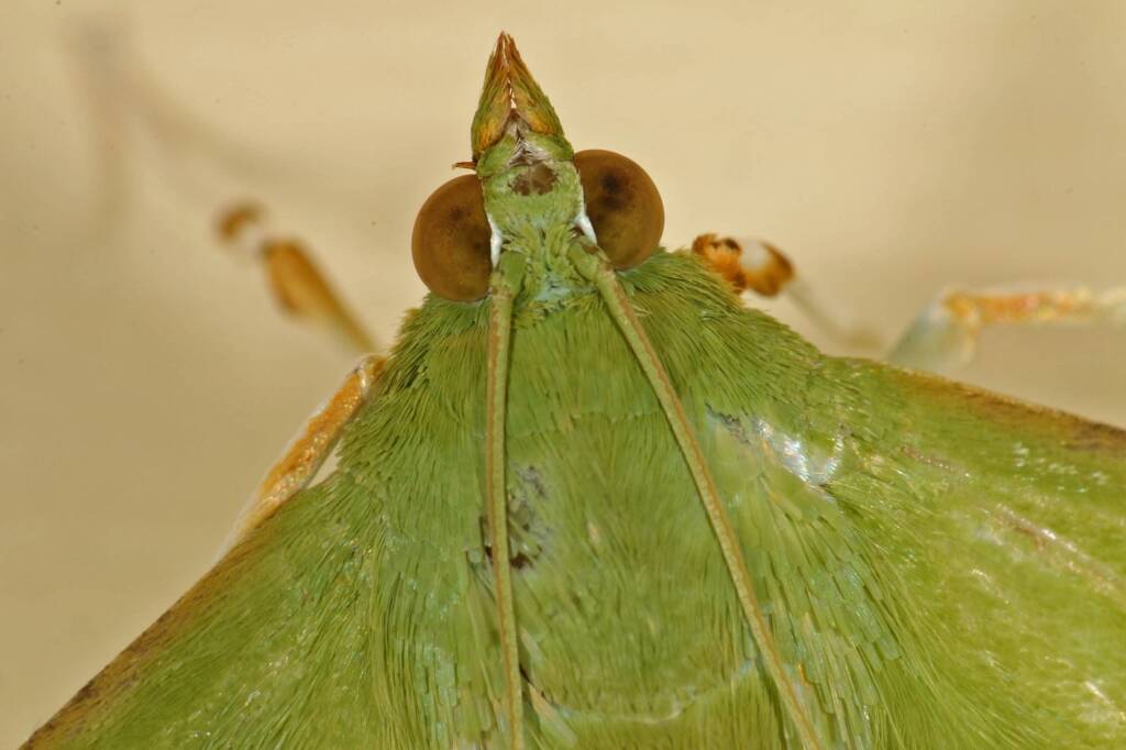 Parotis marginata, Ballandean QLD © Marc Newman