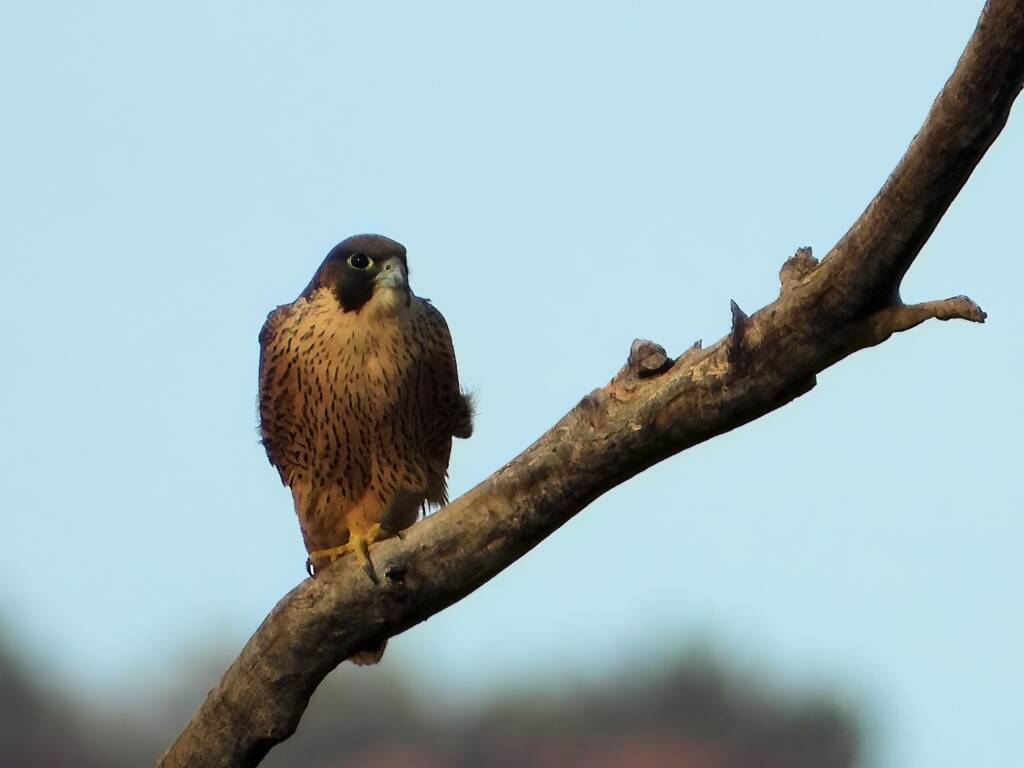 Peregrine Falcon (Falco peregrinus), Alice Springs Sewage Ponds, NT © Dorothy Latimer