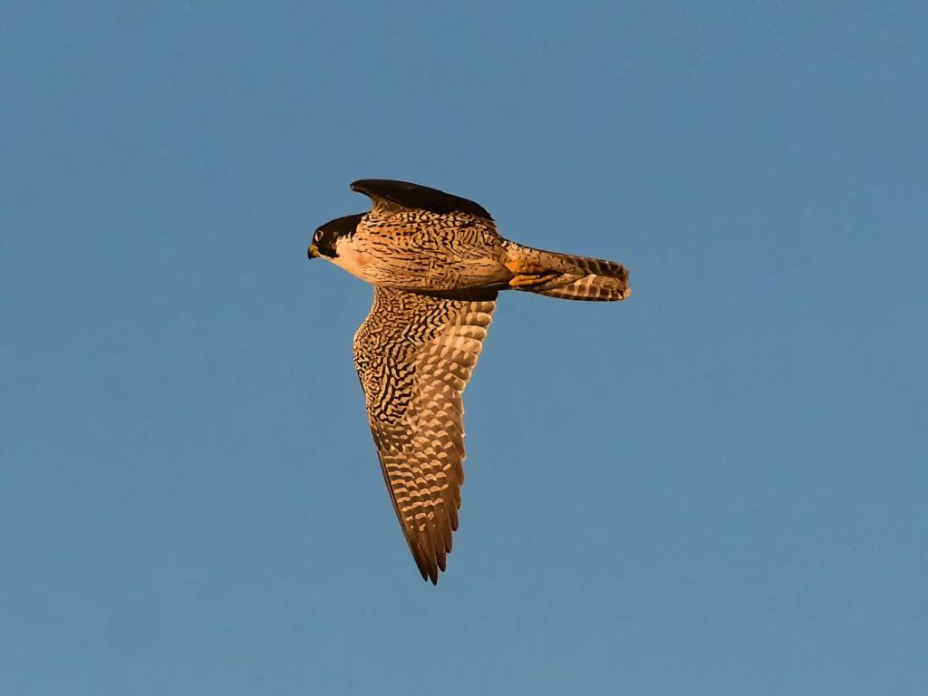 Peregrine Falcon (Falco peregrinus), Alice Springs Sewage Ponds, NT © Dorothy Latimer