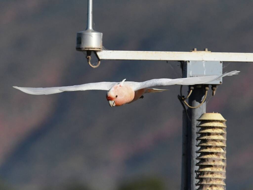 Pink Cockatoo (Lophochroa leadbeateri), Alice Springs Sewage Ponds, NT © Dorothy Latimer