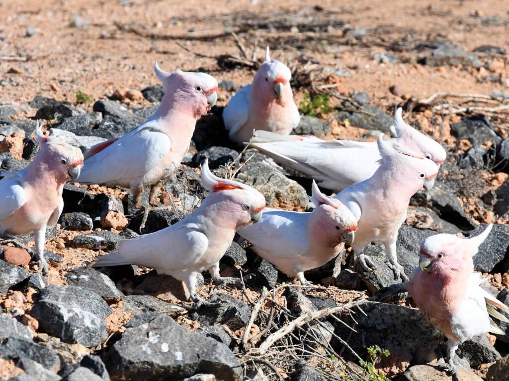 Pink Cockatoo (Lophochroa leadbeateri), Alice Springs Sewage Ponds, NT © Dorothy Latimer