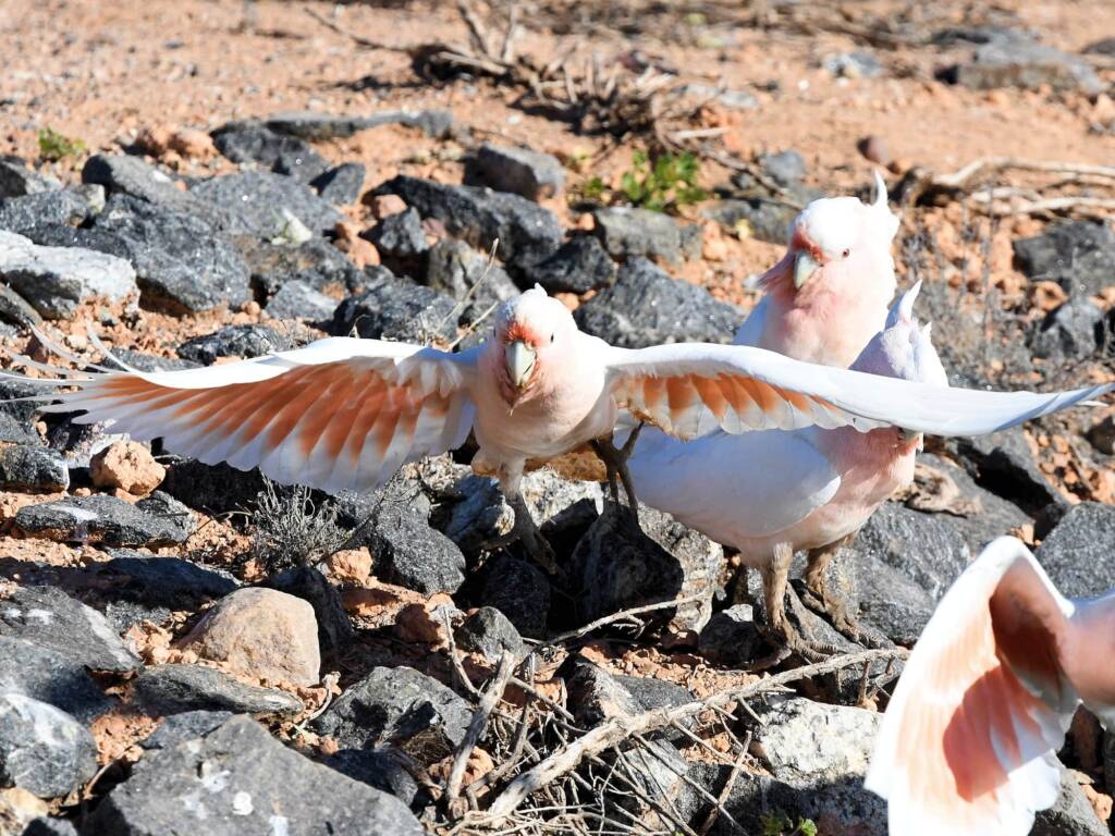 Pink Cockatoo (Lophochroa leadbeateri), Alice Springs Sewage Ponds, NT © Dorothy Latimer