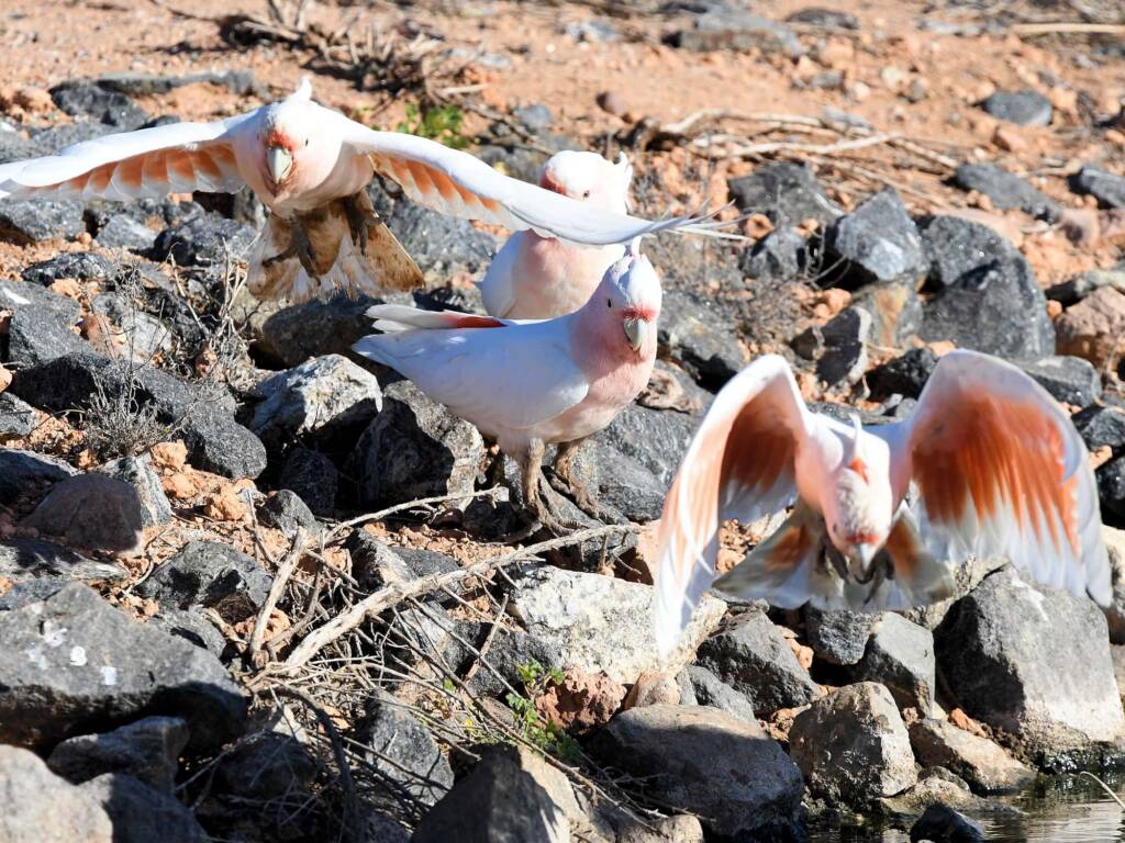 Pink Cockatoo (Lophochroa leadbeateri), Alice Springs Sewage Ponds, NT © Dorothy Latimer