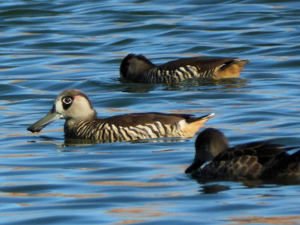 Pink-eared Duck (Malacorhynchus membranaceus), Alice Springs Sewage Ponds © Dorothy Latimer