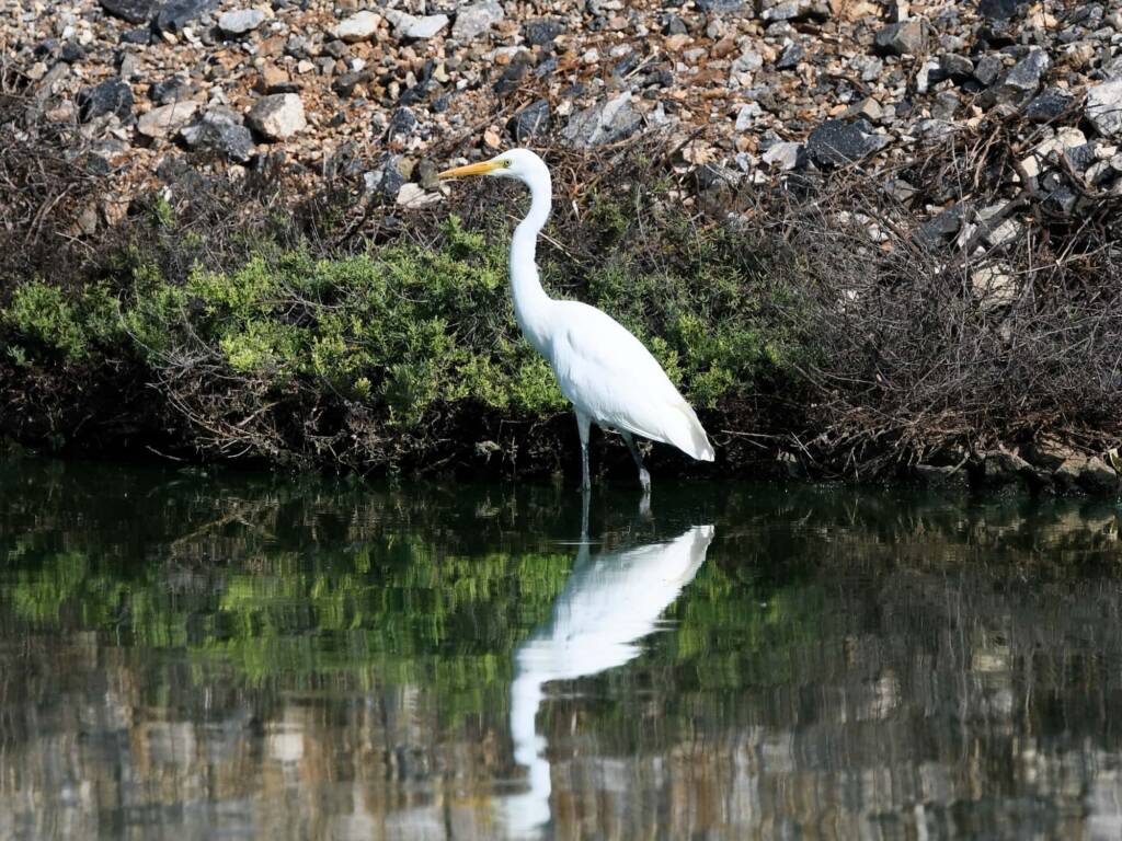 Plumed Egret (Ardea plumifera), Alice Springs Sewage Ponds, NT © Dorothy Latimer