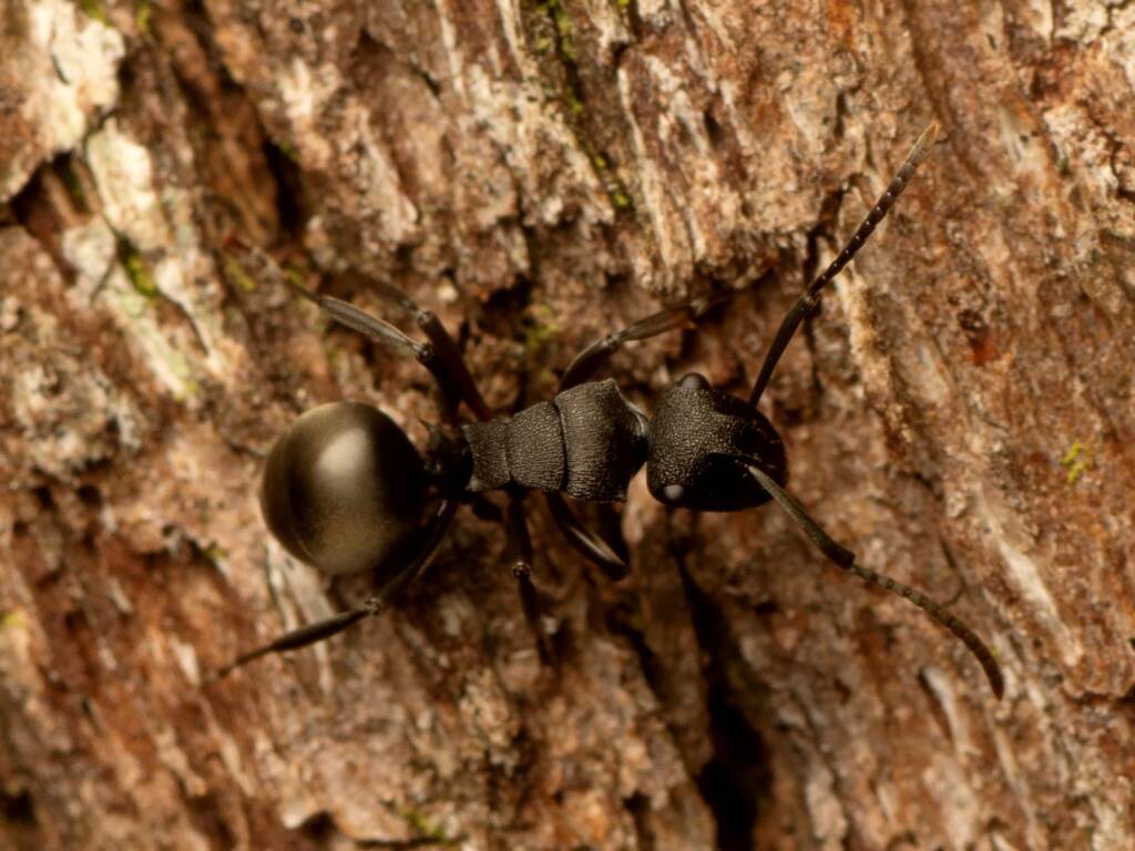 Polyrhachis phryne, Point Lookout QLD © Tony Eales