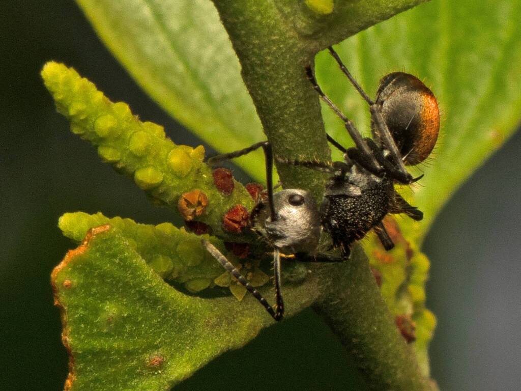 Polyrhachis senilis, Charles Darwin National Park NT © Tony Eales