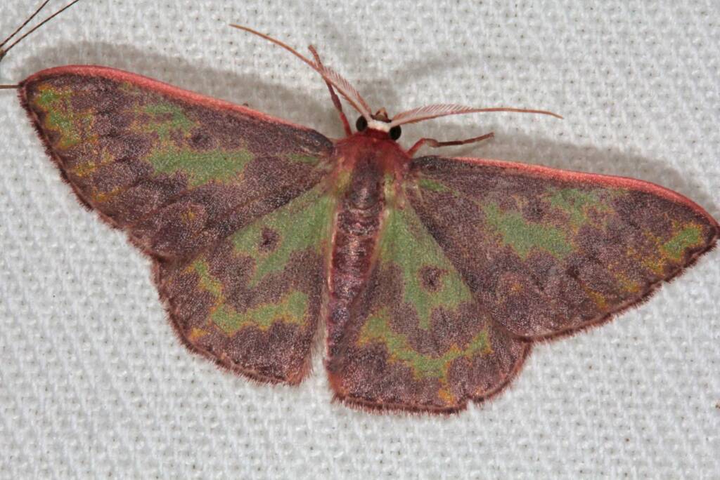 Prasinocyma rhodocosma, Ballandean QLD © Marc Newman