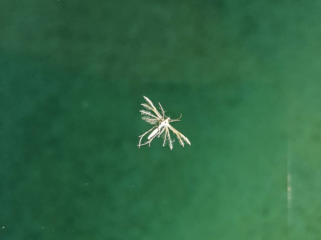 Deceased (drowned) Plume Moth (family Pterophoridae), Alice Springs NT