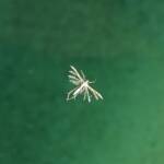 Deceased (drowned) Plume Moth (family Pterophoridae), Alice Springs NT