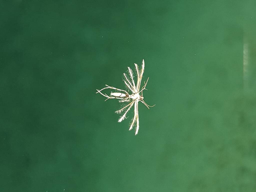 Deceased (drowned) Plume Moth (family Pterophoridae), Alice Springs NT