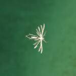Deceased (drowned) Plume Moth (family Pterophoridae), Alice Springs NT
