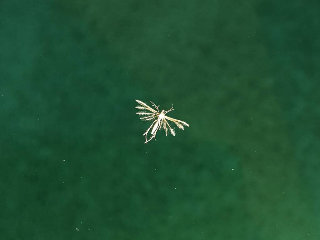 Deceased (drowned) Plume Moth (family Pterophoridae), Alice Springs NT