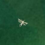 Deceased (drowned) Plume Moth (family Pterophoridae), Alice Springs NT