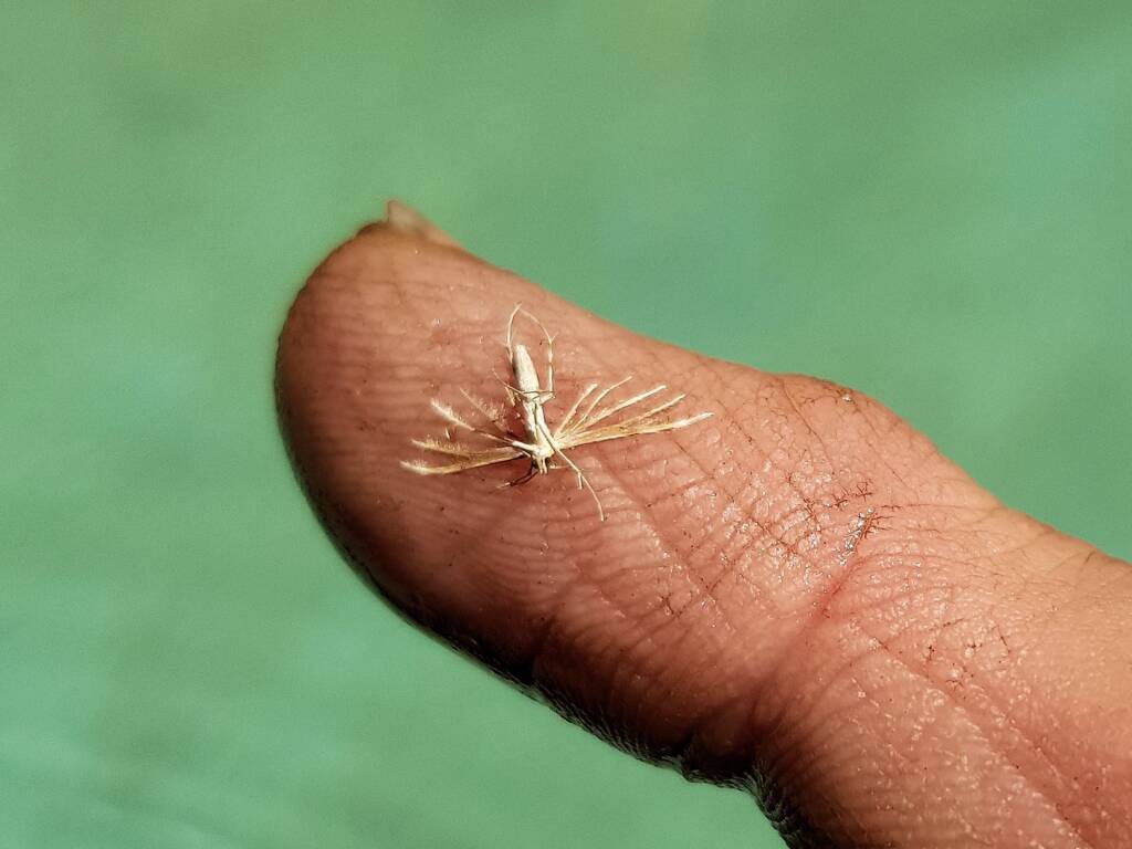 Deceased (drowned) Plume Moth (family Pterophoridae), Alice Springs NT