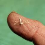 Deceased (drowned) Plume Moth (family Pterophoridae), Alice Springs NT