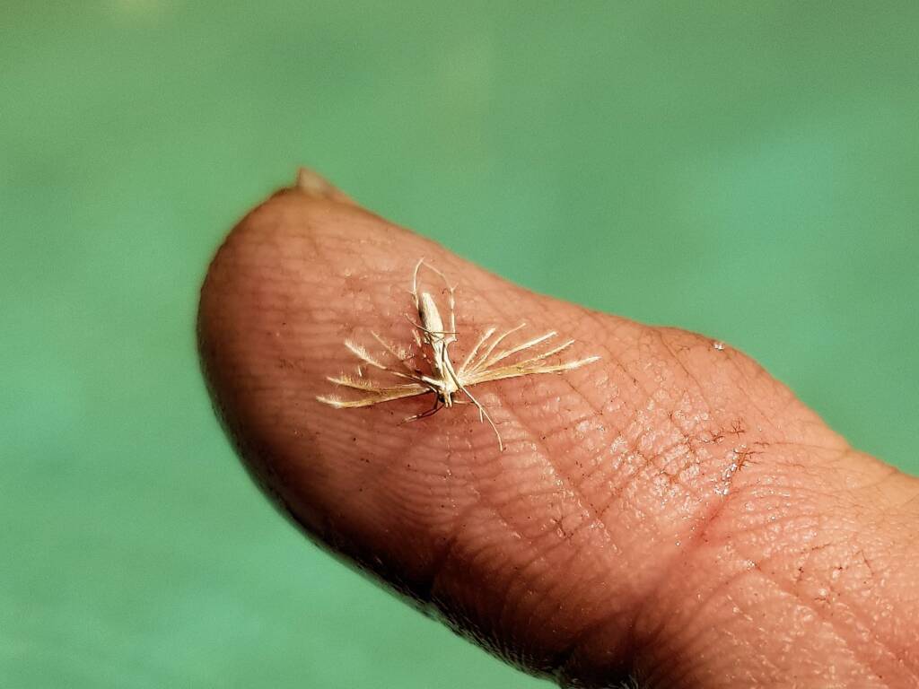 Deceased (drowned) Plume Moth (family Pterophoridae), Alice Springs NT