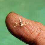 Deceased (drowned) Plume Moth (family Pterophoridae), Alice Springs NT