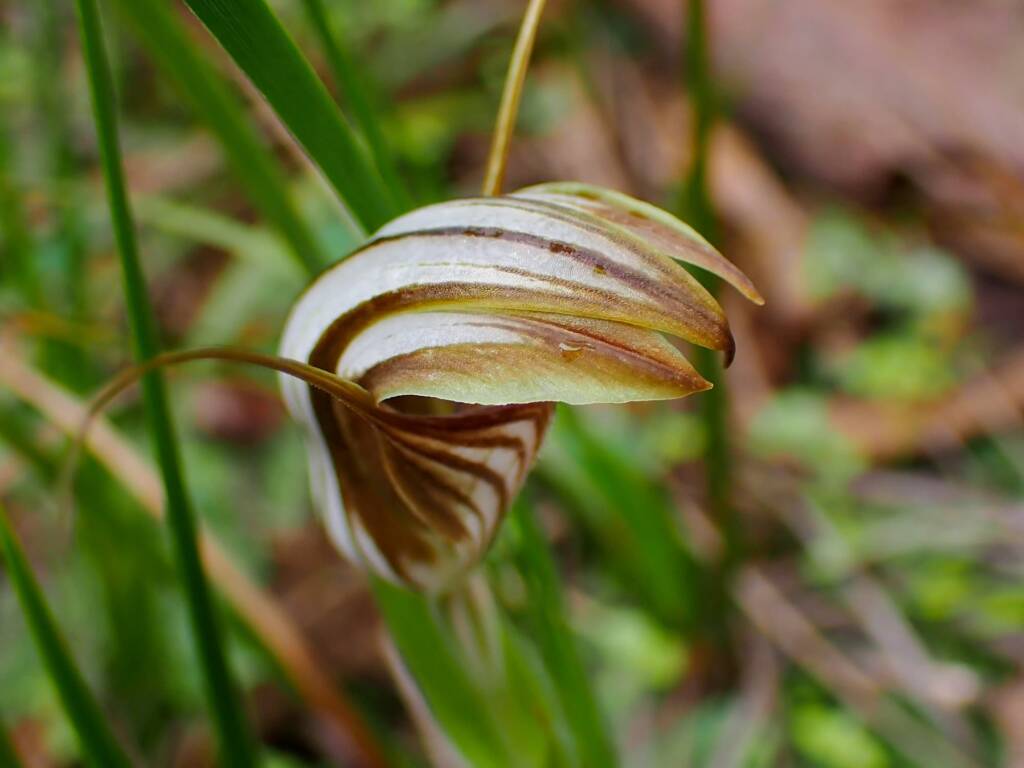 Pterostylis hamiltonii (Red-veined Shell Orchid), Stirling Range National Park WA / Gnowangerup Shire WA © Terry Dunham