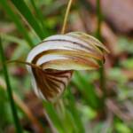Pterostylis hamiltonii (Red-veined Shell Orchid), Stirling Range National Park WA / Gnowangerup Shire WA © Terry Dunham